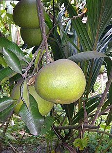 Pomelo In Village.jpg