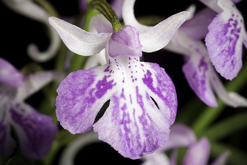 File:Ponerorchis graminifolia 'Ayame' Rchb.f.- Linnaea 25- 228 (1852). 20210629 003824.jpg