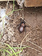 Porrhothele antipodiana 107235034.jpg