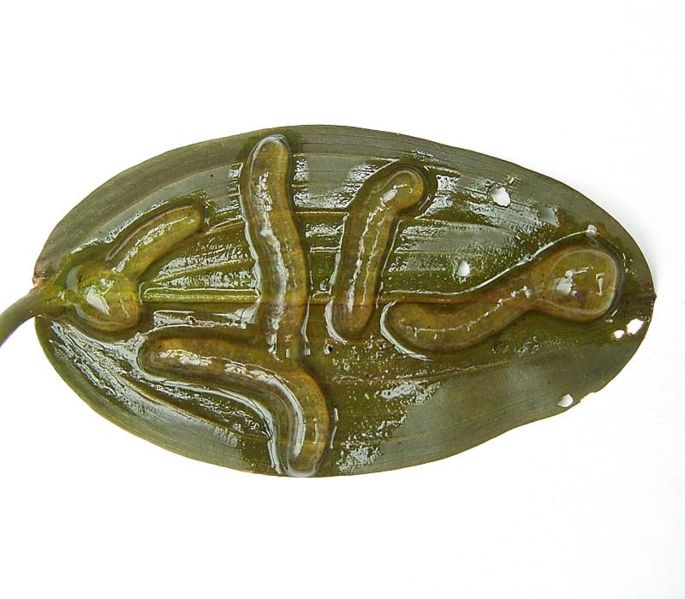 File:Potamogeton natans4 ies.jpg