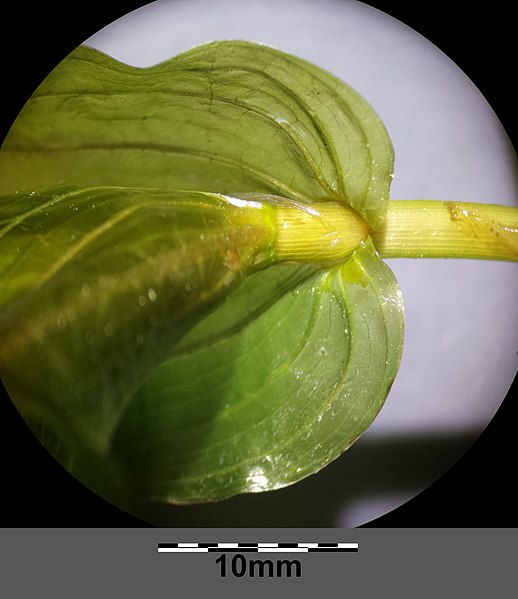 File:Potamogeton perfoliatus sl9.jpg