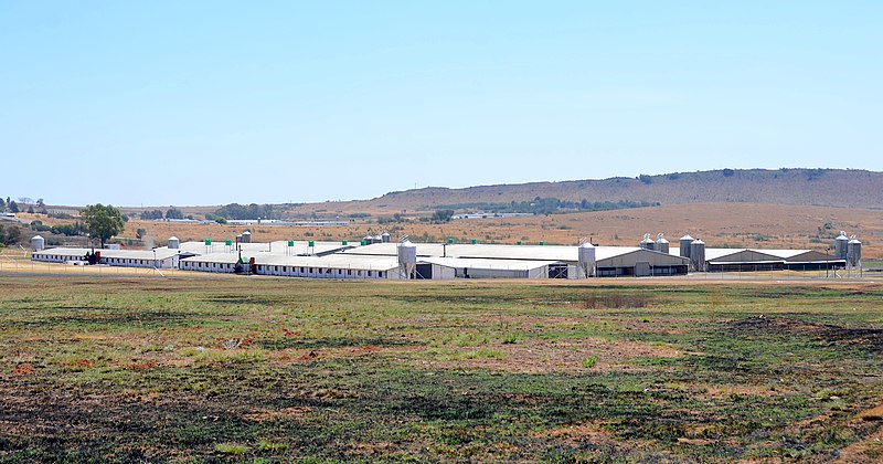 File:Poultry farm, South Africa.jpg