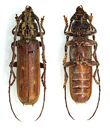 Praxithea guianensis.jpg