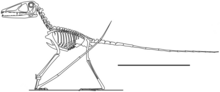 Skeletal restoration Preondactylus.png