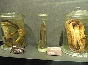 Bildbeschreibung Konservierte Exemplare - Kunming Naturhistorisches Zoologiemuseum - DSC02415.JPG.