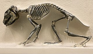 <i>Propachyrucos</i> Extinct genus of notoungulates