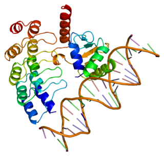 GABPA protein-coding gene in the species Homo sapiens