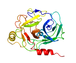 پروتئین GZMM PDB 1LZP.png