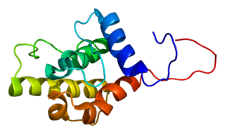 LCP1 protein-coding gene in the species Homo sapiens