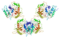 Белок NMT1 PDB 1rxt.png 