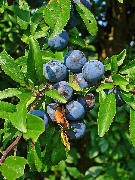 File:Prunus spinosa 002.jpg