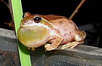 Baja California chorus frog