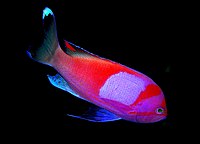 Pseudanthias-pleurotenia.jpg