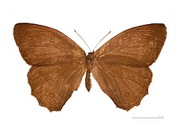 Museum specimen ♂ dorsal side