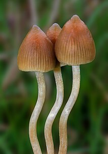 <i>Psilocybe semilanceata</i> Species of fungus in the family Hymenogastraceae, native to Europe