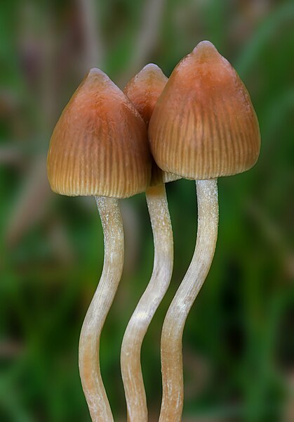 File:Psilocybe.semilanceata.Alan.jpg