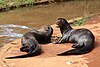 Pteronura brasiliensis zoo Brasilia 02.jpg