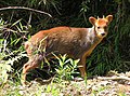 Der Südpudu ist der kleinste Hirsch der Welt.