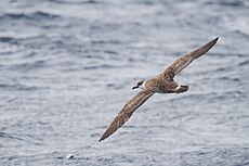 Great Shearwater (Puffinus gravis), East of the Tasman Peninsula, Tasmania, Australia