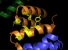 A closer view of the substrate binding domain of prolyl hydroxylase. Tyrosine residues, which form the binding groove, are displayed in yellow. Project image 2.png