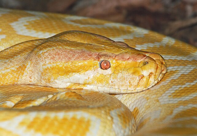Python molure albinos