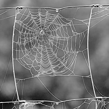 Drahtzaunsegment mit Spinnennetz