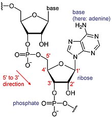 220px-RNA_chemical_structure_adenine.JPG