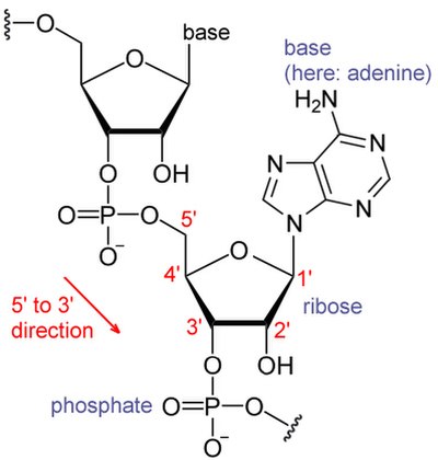 Chemical structure of RNA. The sequence of bases differs between RNA molecules.