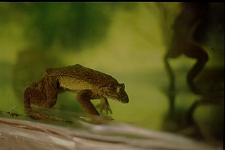 <i>Telmatobius macrostomus</i> Species of amphibian