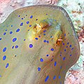 * Nomination Bluespotted ribbontail ray (Taeniura lymma), Red Sea, Egypt --Poco a poco 07:44, 11 August 2023 (UTC) * Promotion  Support Good quality. --20 upper 05:45, 12 August 2023 (UTC)