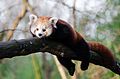 Red Panda (15981196988).jpg