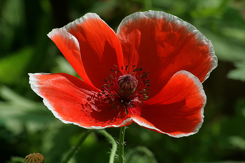 File:Red poppie.jpg