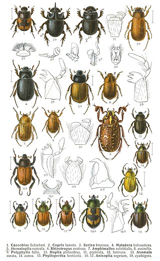 <span class="mw-page-title-main">Scarabaeidae</span> Family of beetles