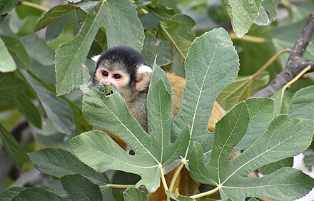 The black-capped squirrel monkey is typically arboreal.
