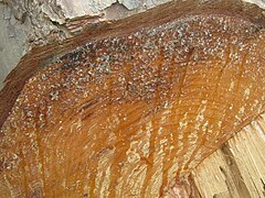 Resin of pine tree.JPG