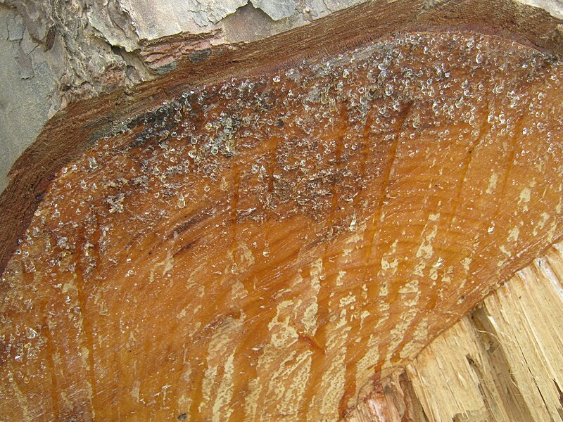 File:Resin of pine tree.JPG