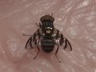 <i>Rhagoletis berberis</i> Species of fly