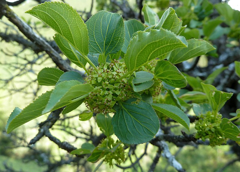 File:Rhamnus cathartica für Wikipedia.jpg