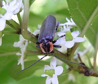 Rhaxonycha carolina Rhaxonycha carolina.jpg