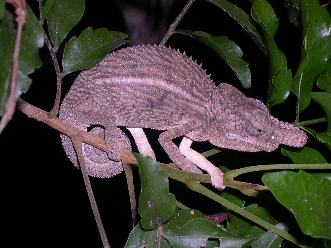 Furcifer rhinoceratus