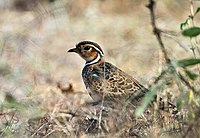 Three-banded courser Rhinoptilus cinctus -near Lake Baringo, Kenya-8.jpg