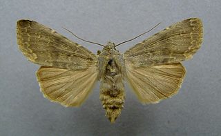 <i>Rhyacia</i> genus of insects