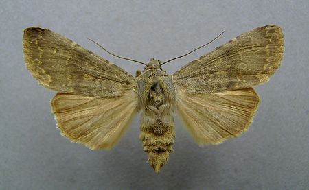 Rhyacia lucipeta