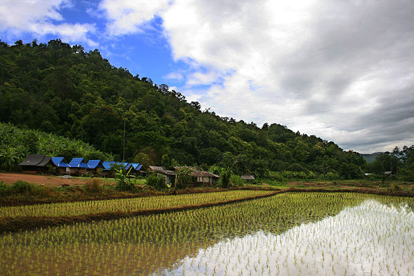 Rice plantation in Thailand