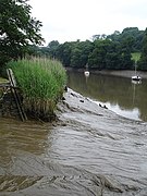 A reedmarsh on the upper reaches of the Tamar, at Cotehele