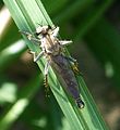 Robberfly . Machimus rusticus . male - Flickr - gailhampshire.jpg
