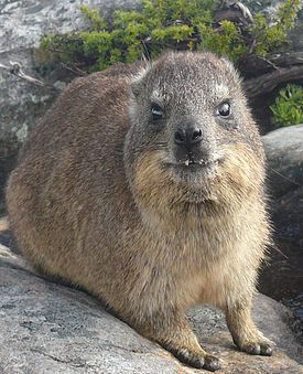 Cape hyrax en Table Mountain (Ciudad del Cabo, Sudáfrica)