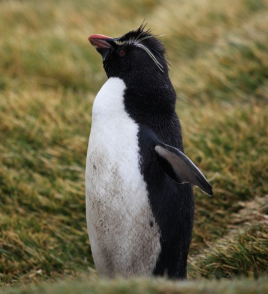 File:Rockhopper Penguin on West Point Island (5545995742).jpg