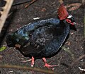 Crested Partridge (Rollulus rouloul)