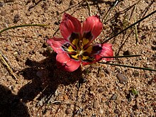 Romulea sabulosa Avontuur gore.jpg